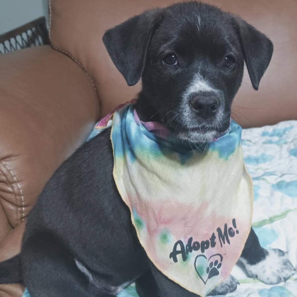 Blitzen, a Adoptable mixed breed in Duncan, OK image 4/6