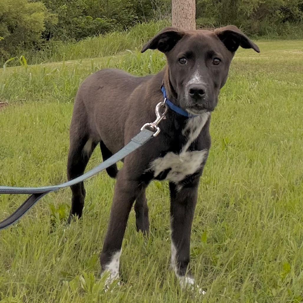 Blitzen, a Adoptable mixed breed in Duncan, OK image 5/6