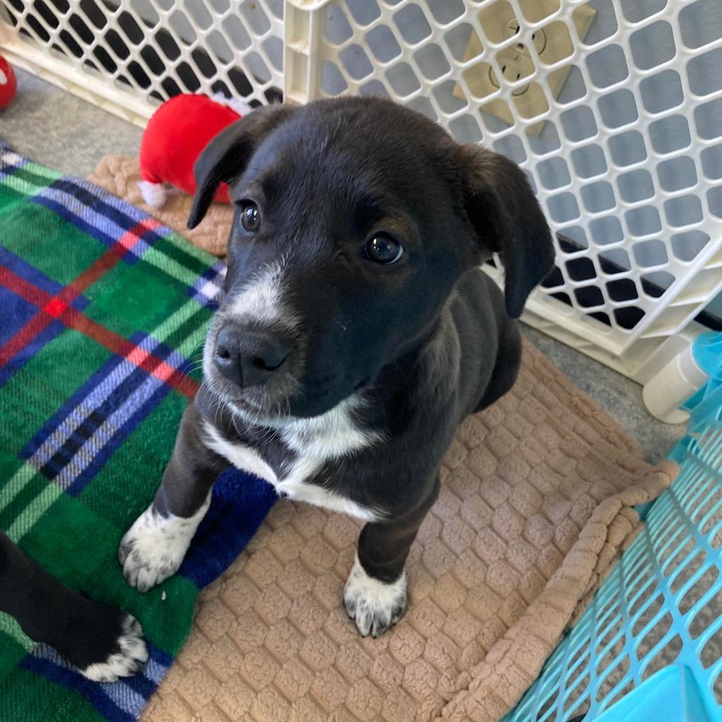 Blitzen, a Adoptable mixed breed in Duncan, OK image 6/6