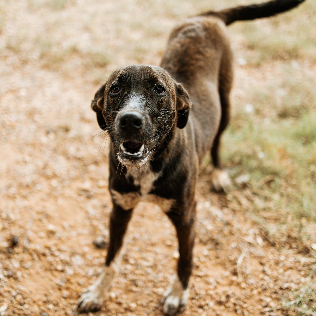 Blitzen, a Adoptable mixed breed in Duncan, OK image 6/6