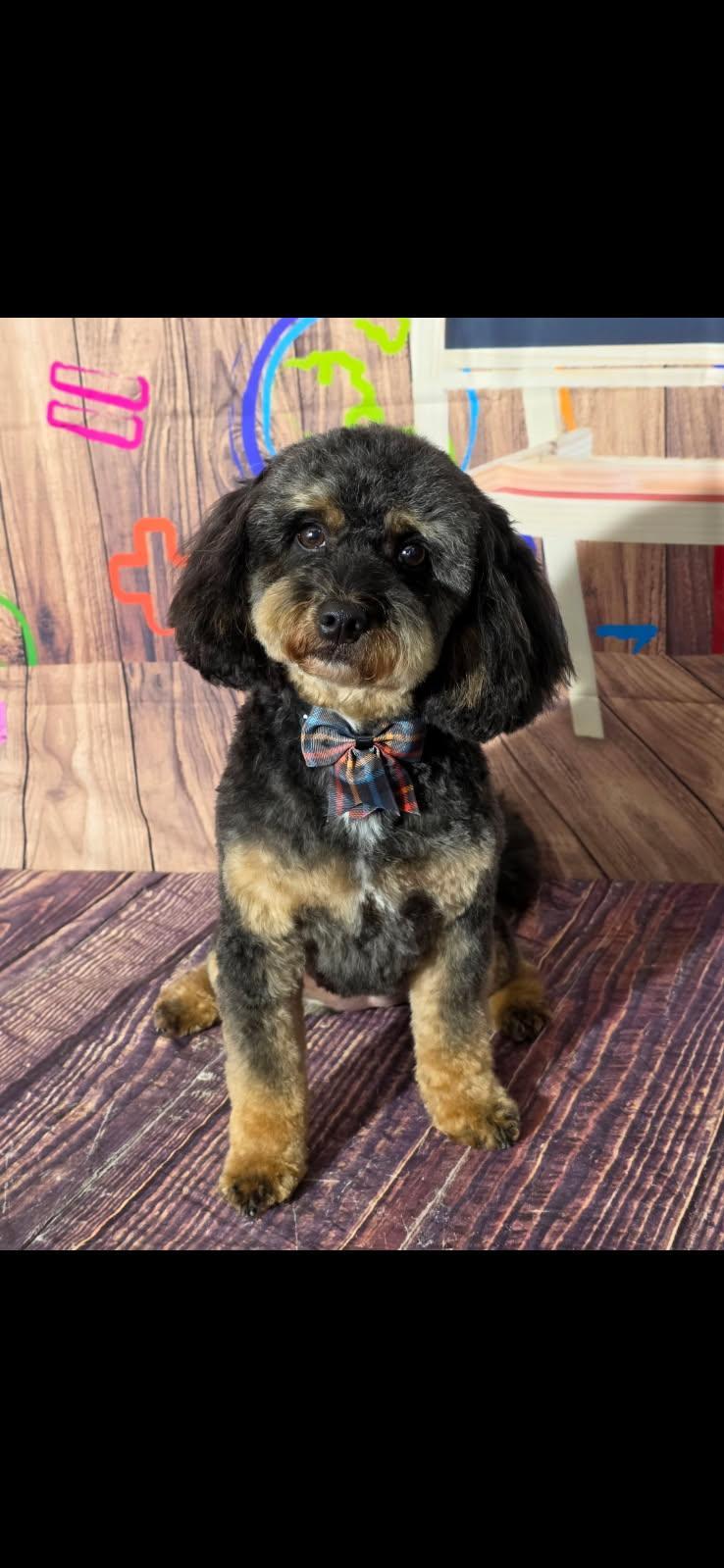 Enlarge Darby, an adopted mixed breed in Kankakee, IL image 3/3
