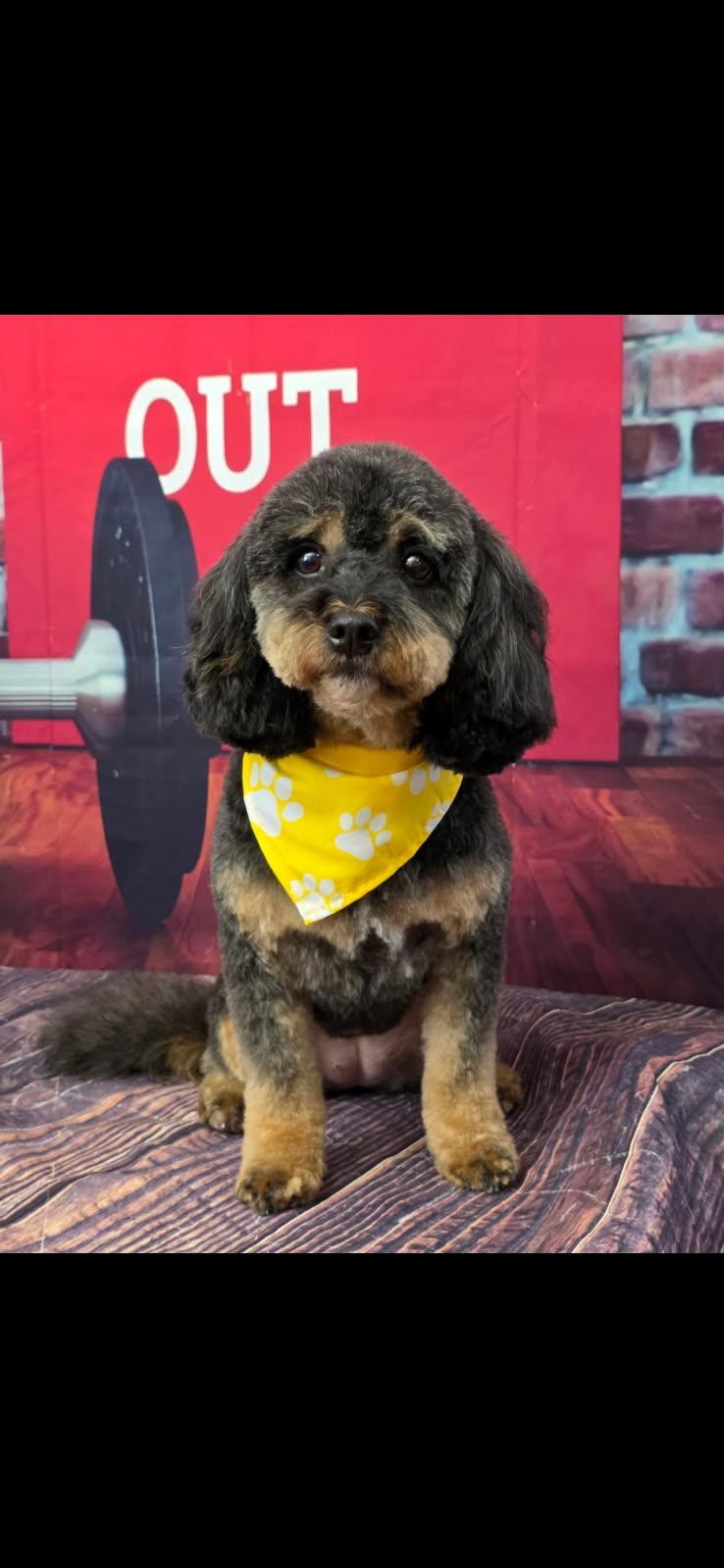 Enlarge Darby, an adopted mixed breed in Kankakee, IL image 1/3