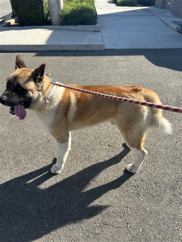Enlarge Duffman, a Adopted Akita in Elk Grove, CA image 1/3