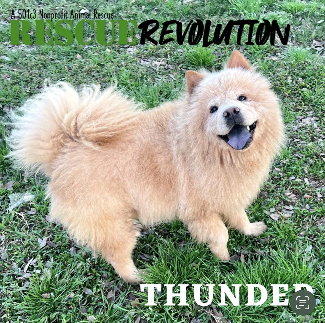 Enlarge Thunder, a Adoptable Chow Chow in Houma, LA image 1/1