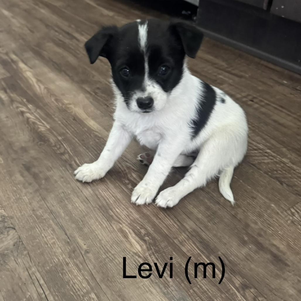 Enlarge Levi, a Adoptable Jack Russell Terrier in Cashmere, WA image 1/1