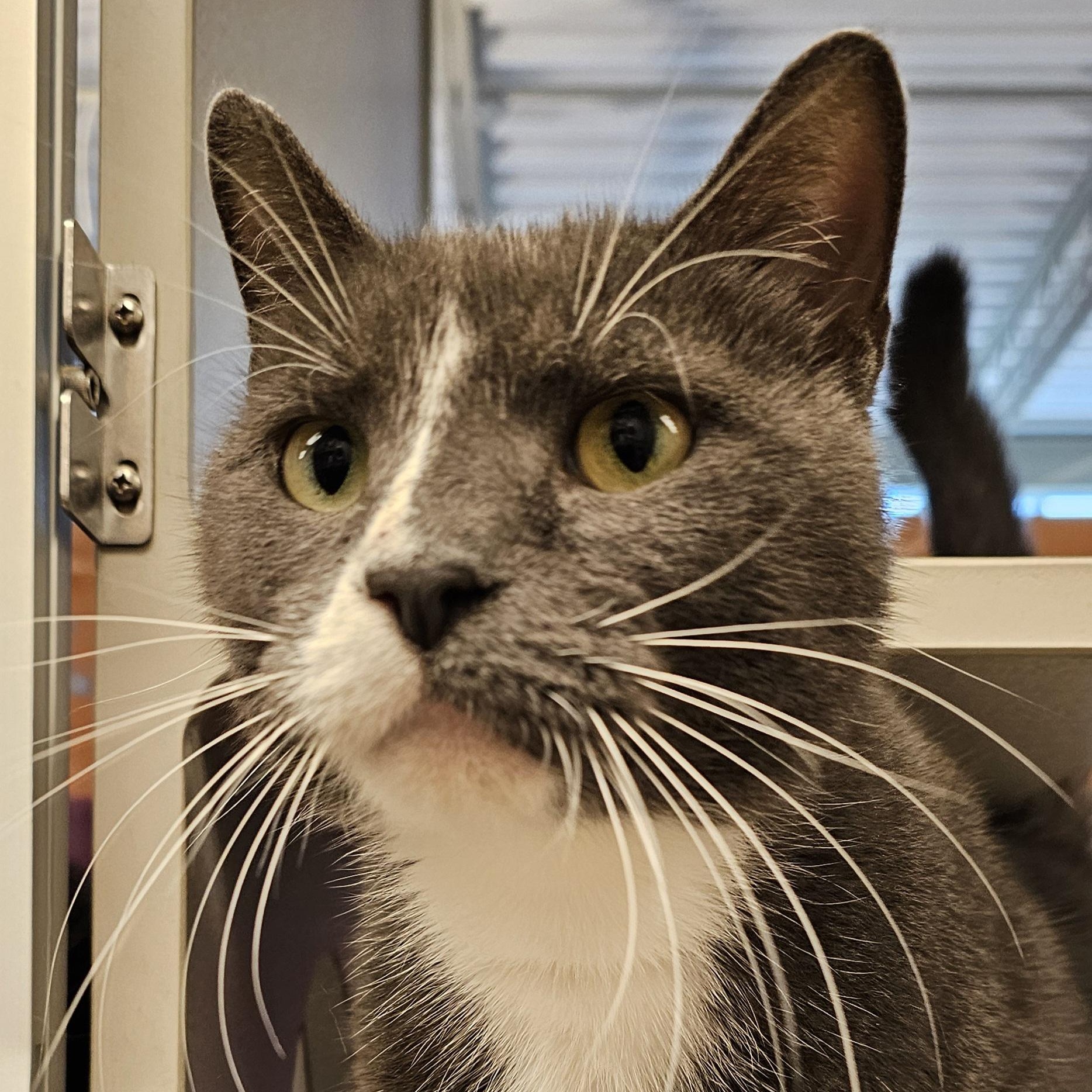 Calvin, a Adoptable Domestic Short Hair in Cedar Rapids, IA image 1/4