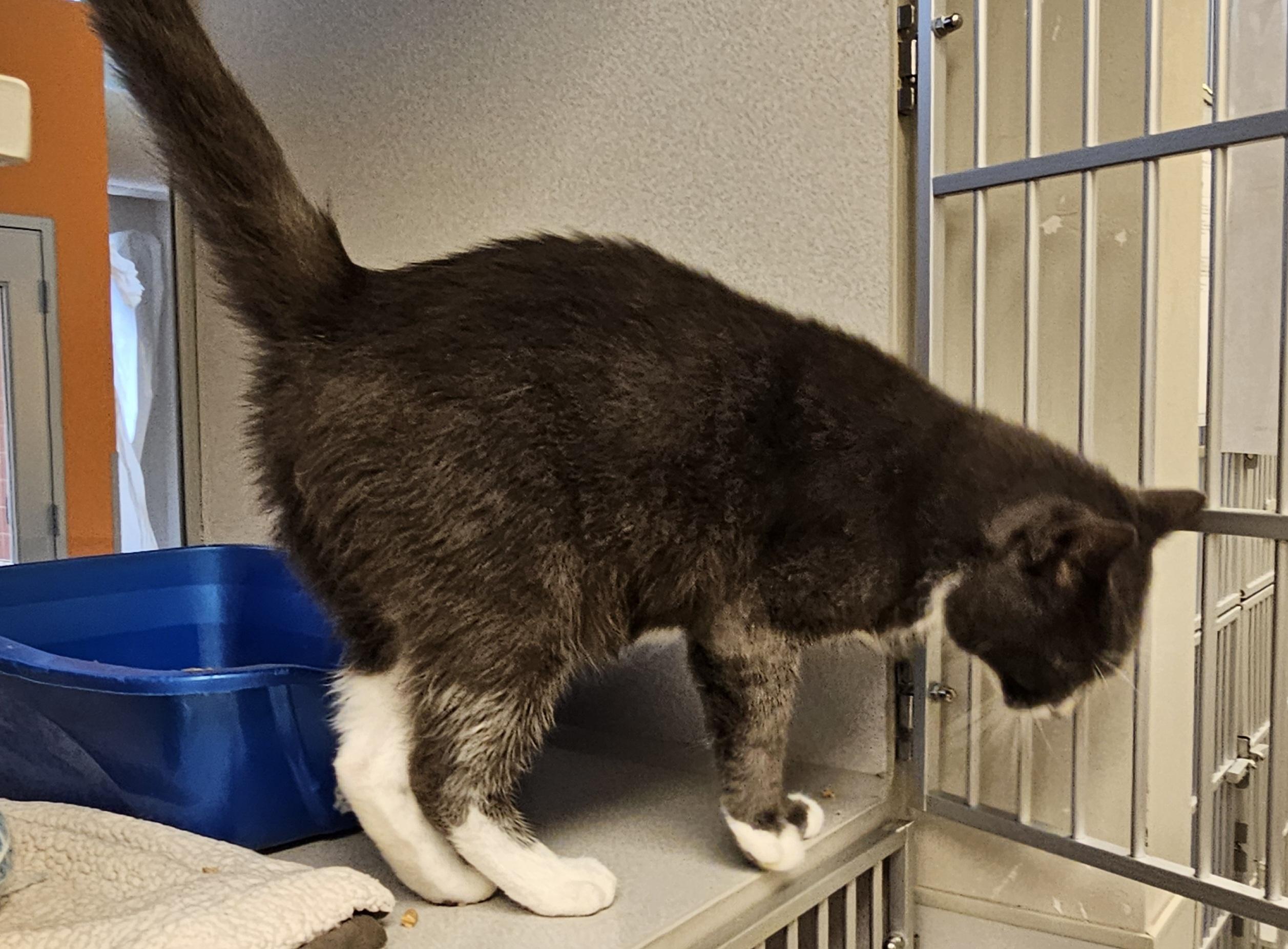 Calvin, a Adoptable Domestic Short Hair in Cedar Rapids, IA image 2/4