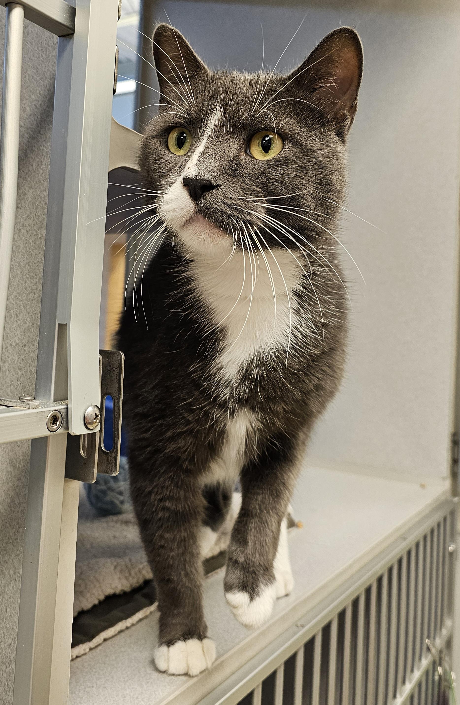 Calvin, a Adoptable Domestic Short Hair in Cedar Rapids, IA image 3/4