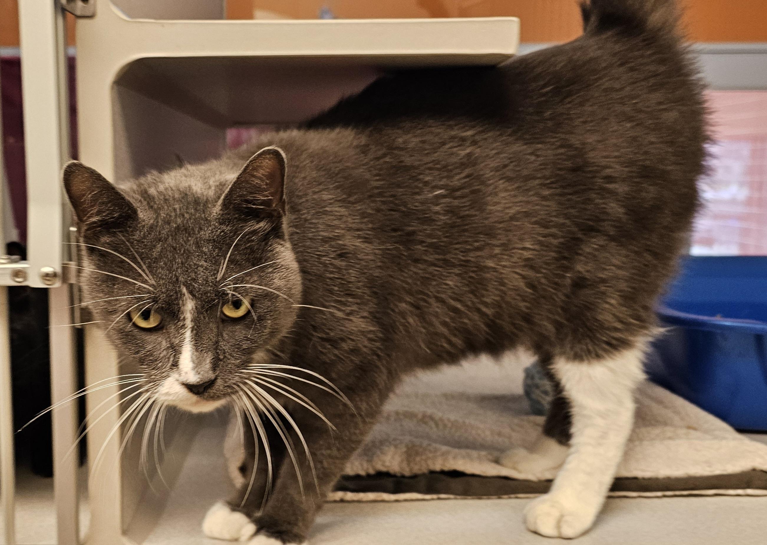 Calvin, a Adoptable Domestic Short Hair in Cedar Rapids, IA image 4/4