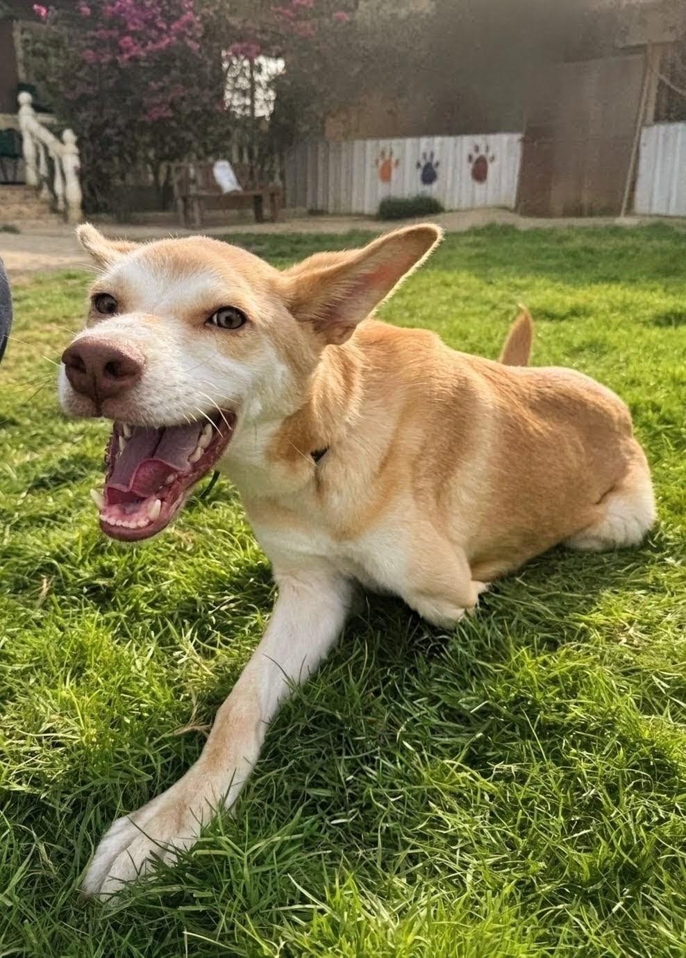 Enlarge Walnut, a Adoptable mixed breed in New York, NY image 2/6