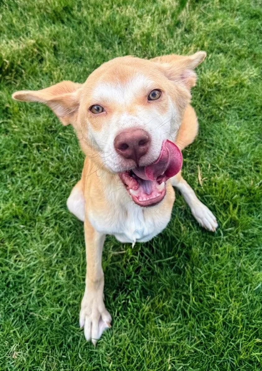 Enlarge Walnut, a Adoptable mixed breed in New York, NY image 3/6