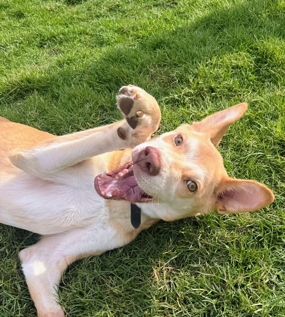 Enlarge Walnut, a Adoptable mixed breed in New York, NY image 4/6