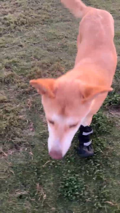 Enlarge Walnut, a Adoptable mixed breed in New York, NY video 5/6