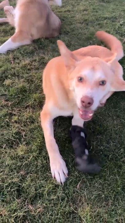 Enlarge Walnut, a Adoptable mixed breed in New York, NY video 6/6