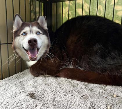 Alex, Adoptable, Adult Male Domestic Short Hair & Domestic Short Hair.