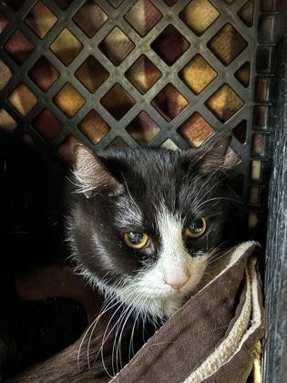 Enlarge Alex, a Adoptable mixed breed in New Hope, PA image 3/3