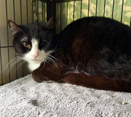 Enlarge Alex, a Adoptable mixed breed in New Hope, PA image 2/2