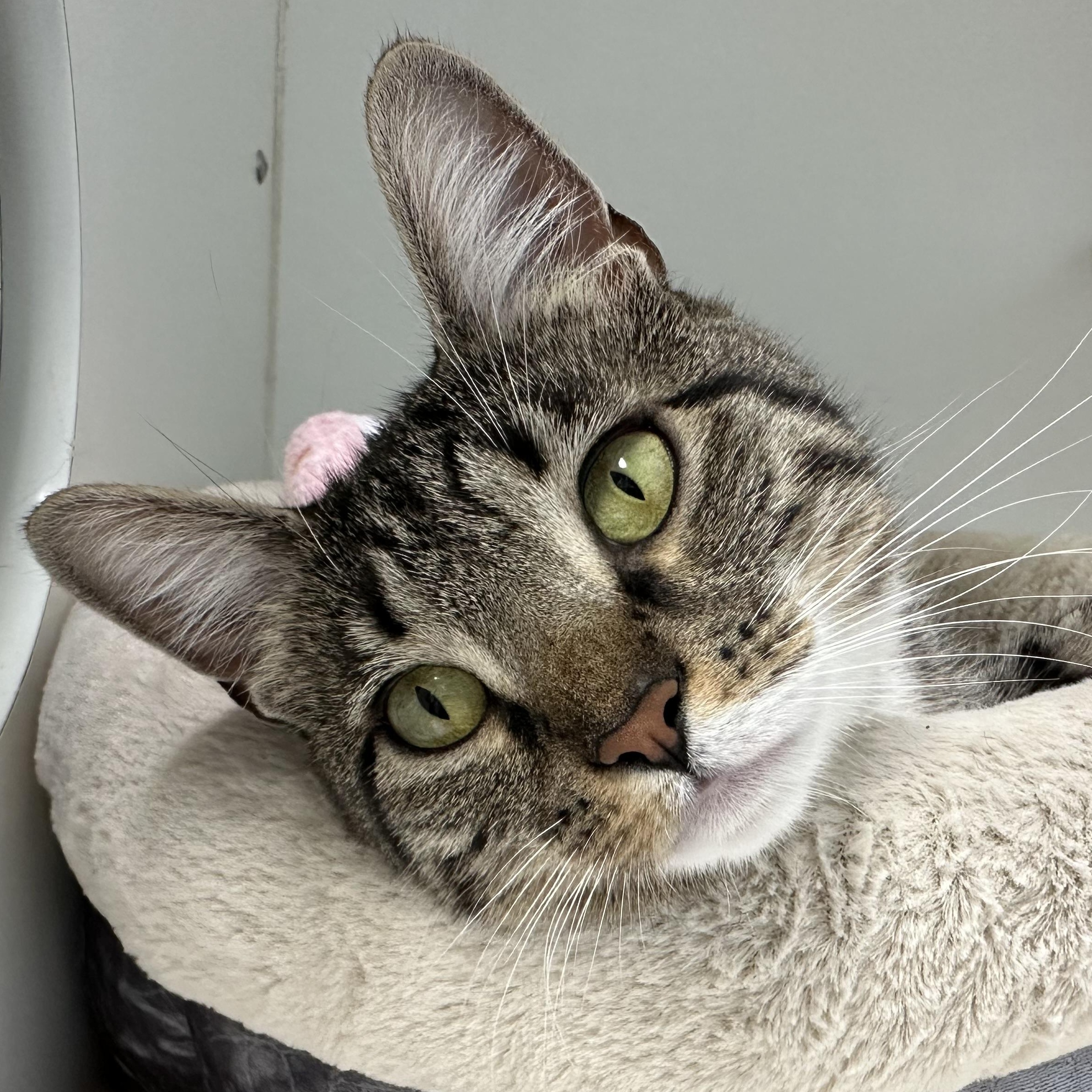 Princess Looking for New Beginning, ADOPTABLE, Young Female Domestic Short Hair.