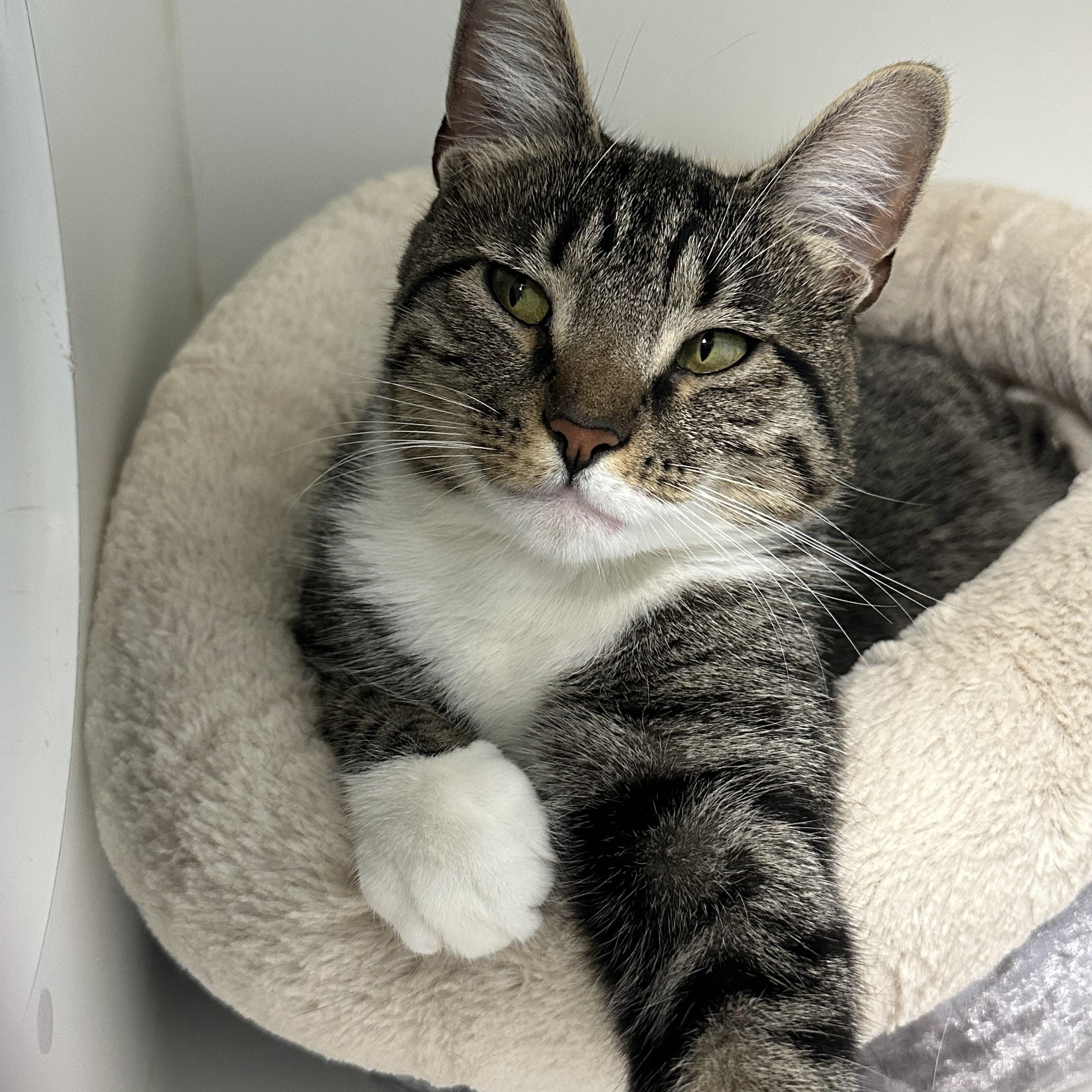Princess Looking for New Beginning, a ADOPTABLE Domestic Short Hair in Clifton, NJ image 3/4