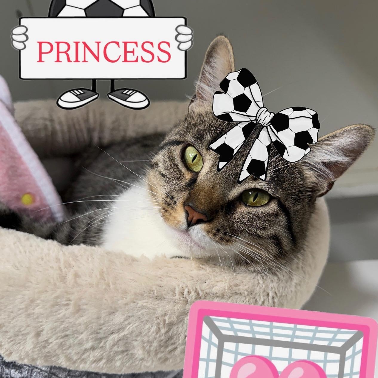 Princess Looking for New Beginning, a ADOPTABLE Domestic Short Hair in Clifton, NJ image 2/4