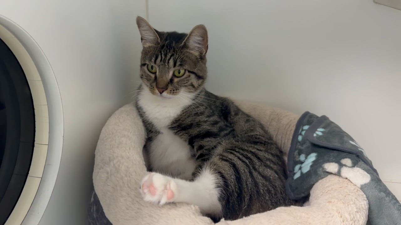 Enlarge Princess Looking for New Beginning, a ADOPTABLE Domestic Short Hair in Clifton, NJ video 4/4