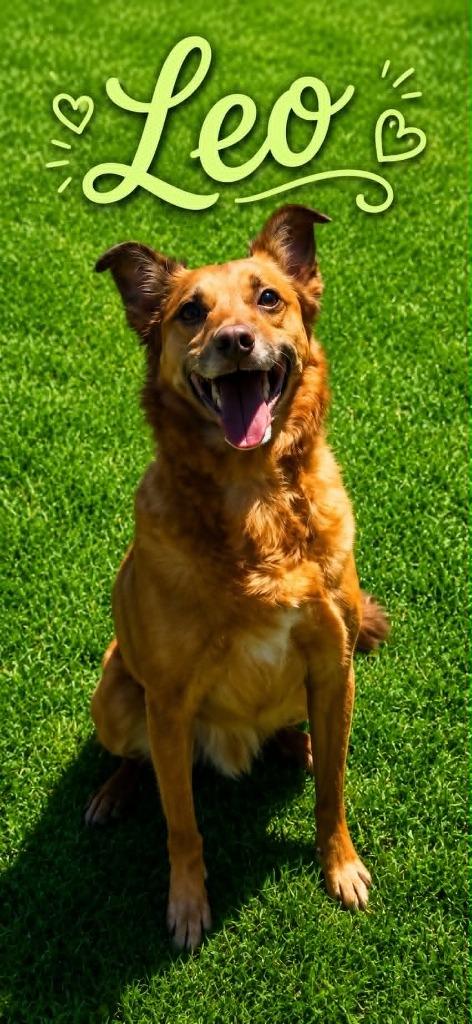 Leo, Adoptable, Adult Male Terrier & Carolina Dog.