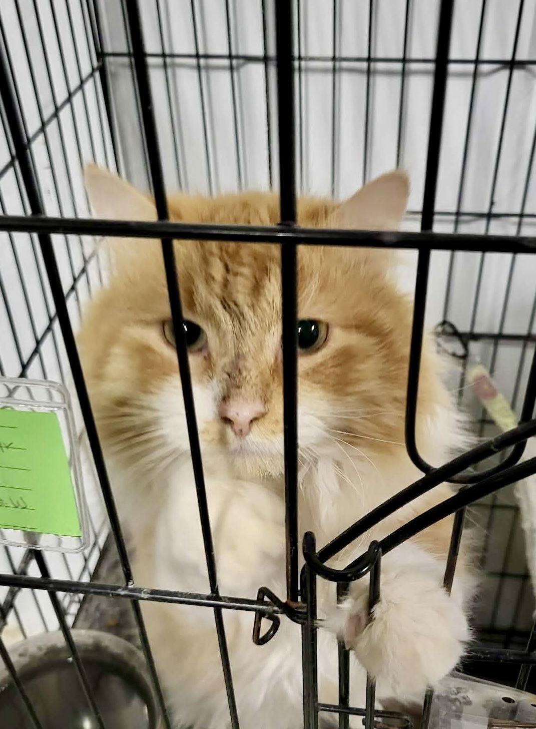 North, a Adoptable Domestic Long Hair in Detroit Lakes, MN image 1/4