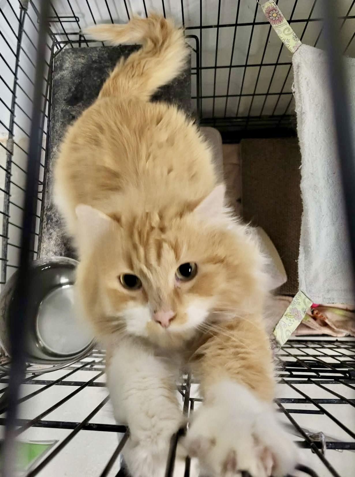 North, a Adoptable Domestic Long Hair in Detroit Lakes, MN image 2/4