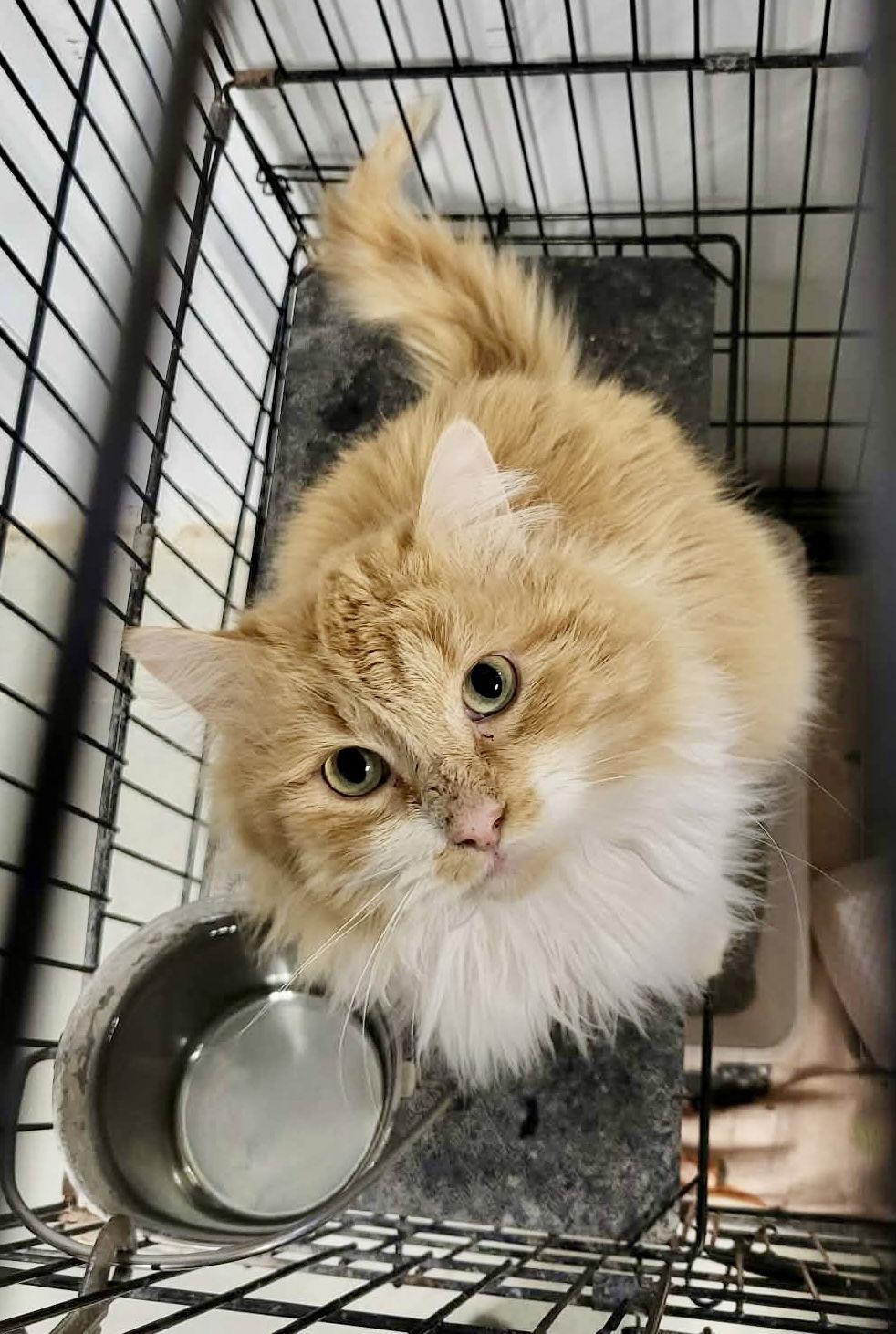 North, a Adoptable Domestic Long Hair in Detroit Lakes, MN image 3/4