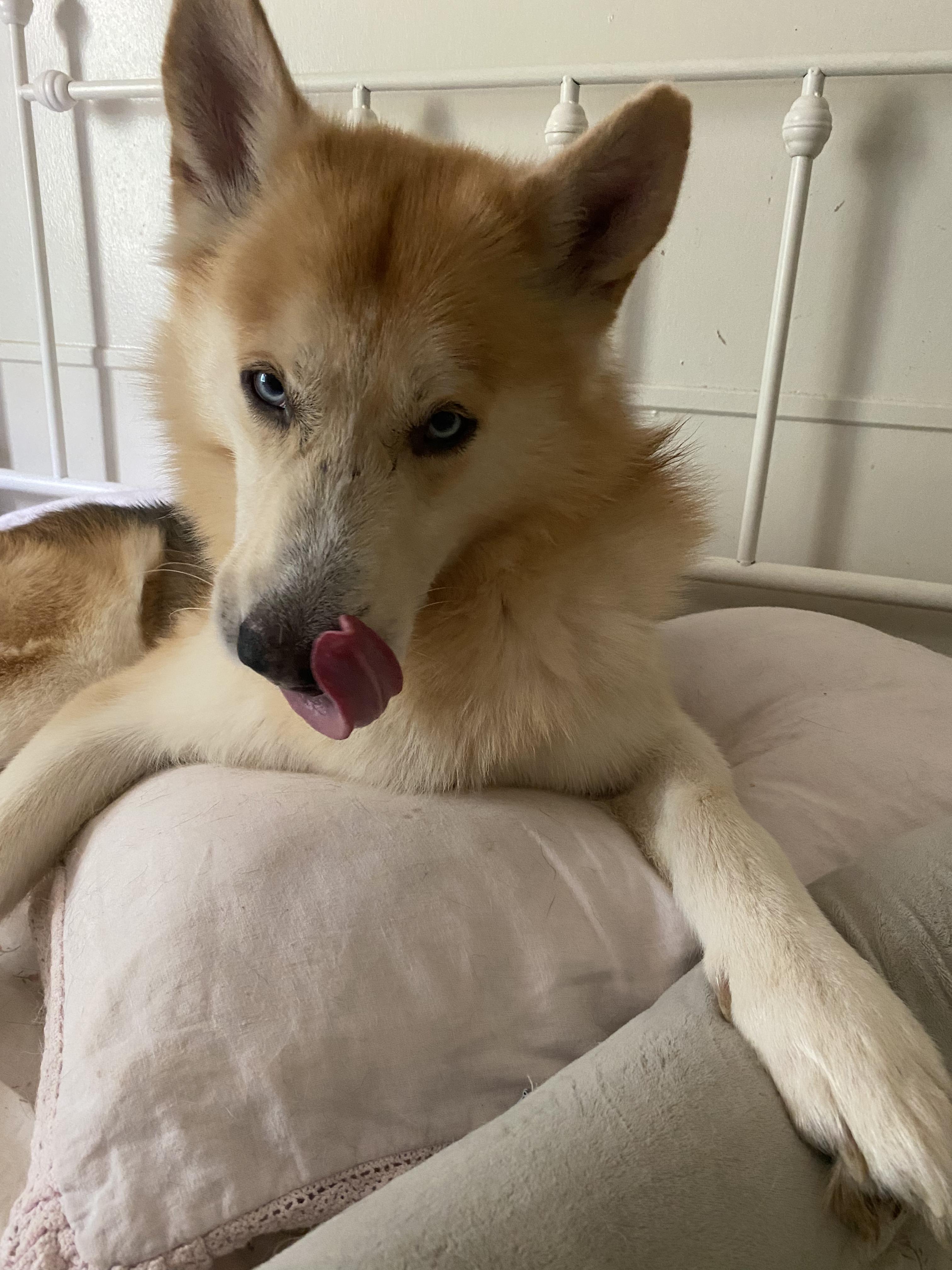 Zephyr, Adopted, Young Male Siberian Husky & German Shepherd Dog.