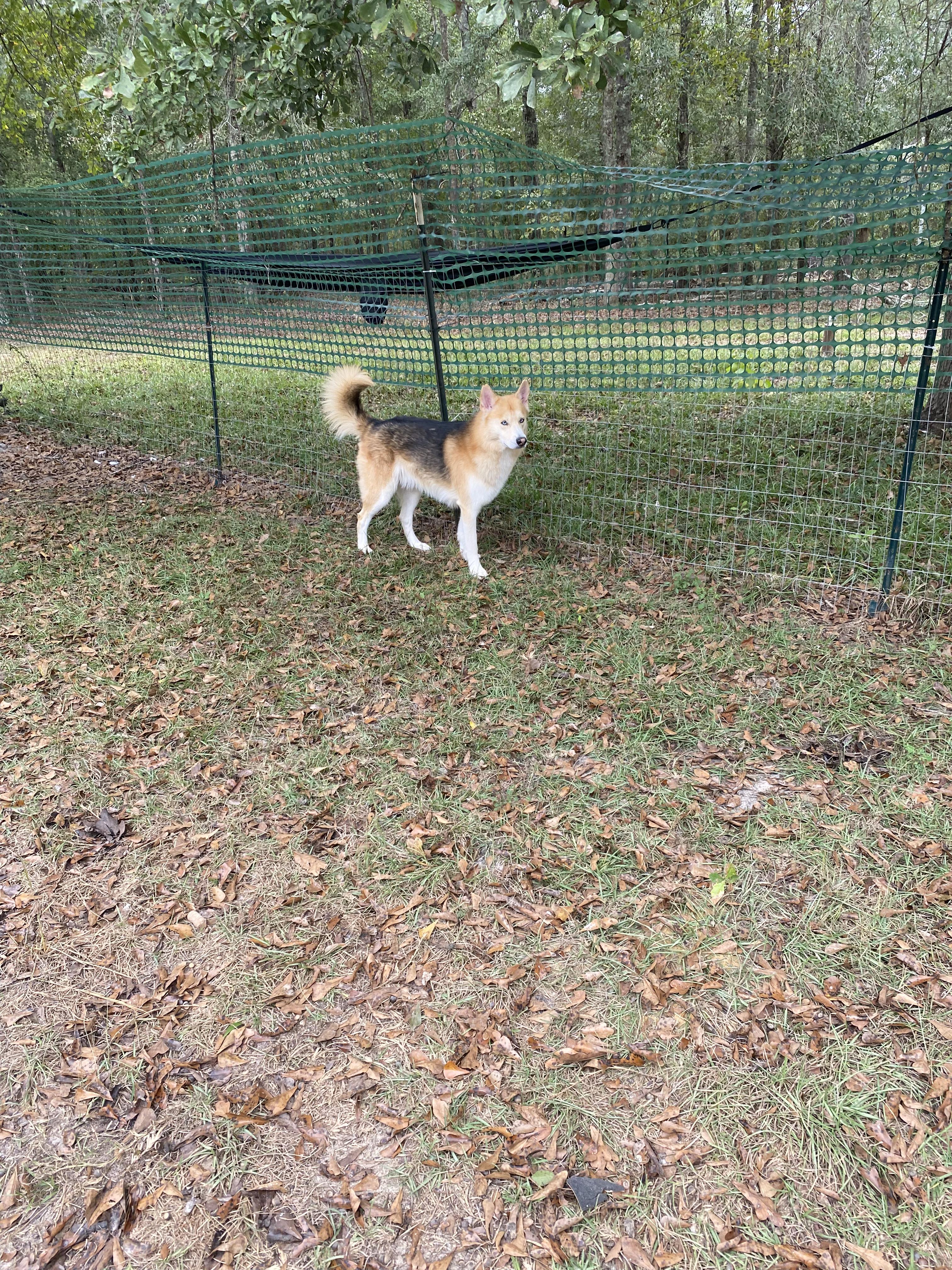 Enlarge Zephyr, a Adopted mixed breed in Crestview, FL image 2/3