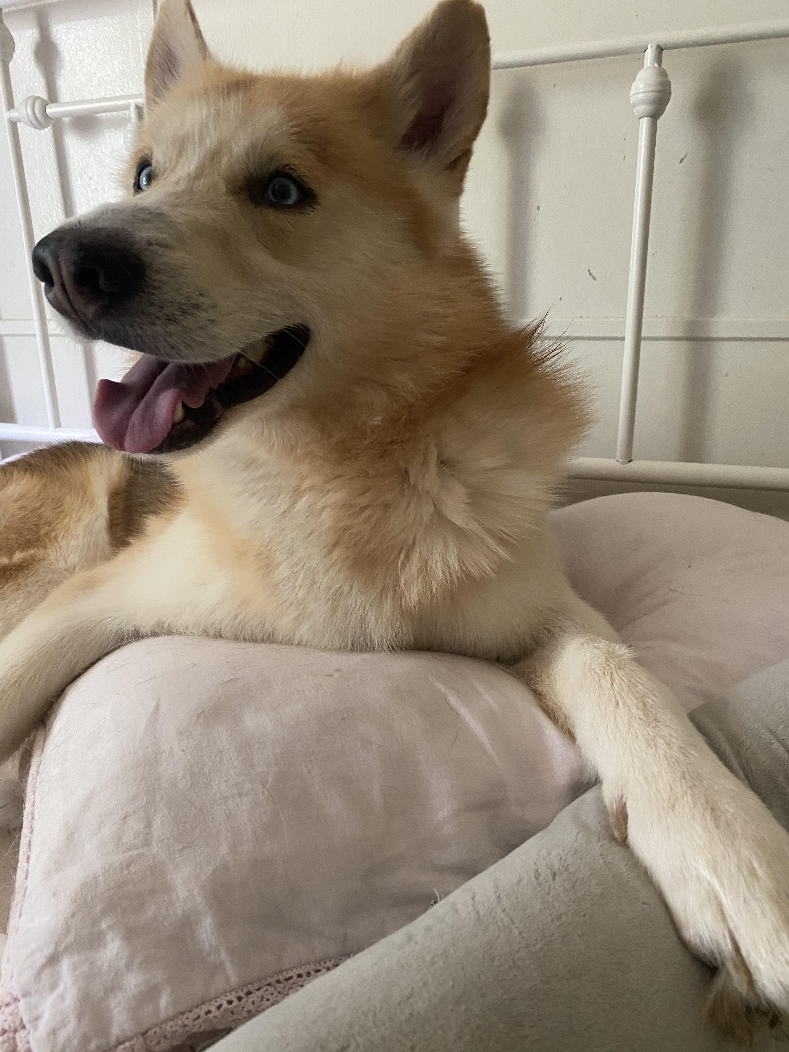 Enlarge Zephyr, a Adopted mixed breed in Crestview, FL image 3/3