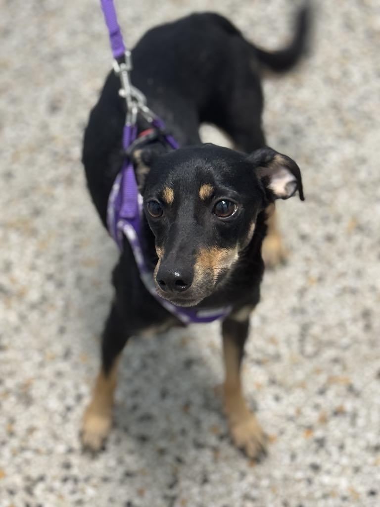 Gordon, Adoptable, Adult Male Rat Terrier & Manchester Terrier.