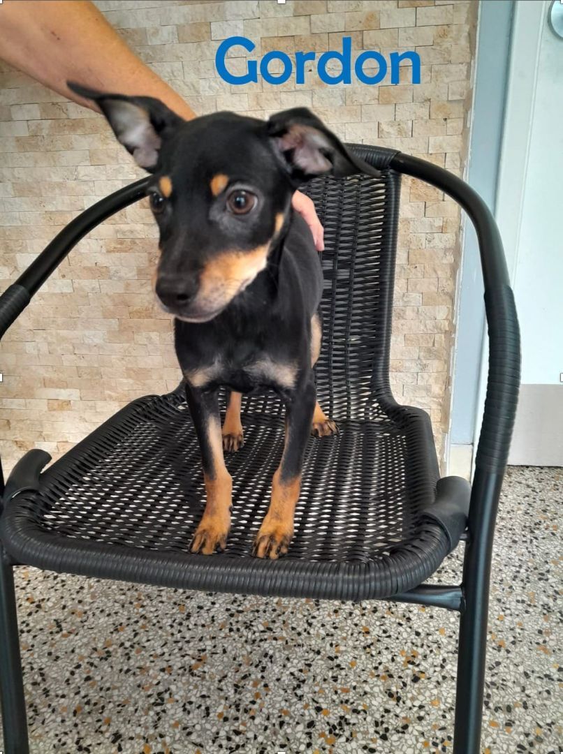 Gordon, a Adoptable mixed breed in Miami, FL image 2/2