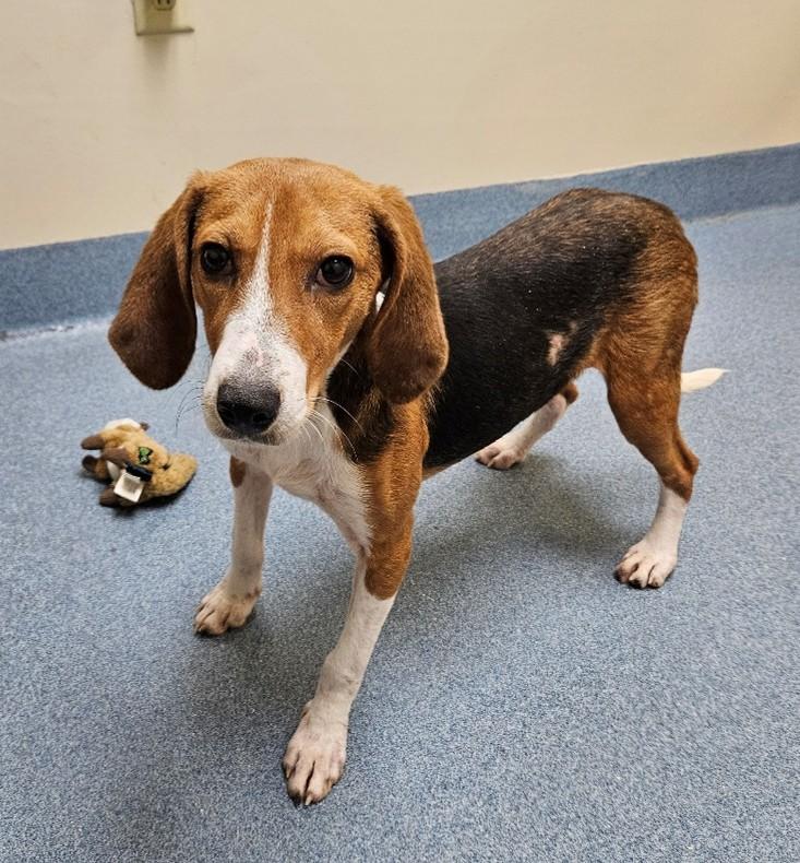 Annabelle, Adoptable, Puppy Female Hound.