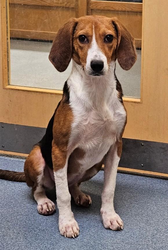 Enlarge Annabelle, a Adoptable Hound in Suffolk, VA image 2/3