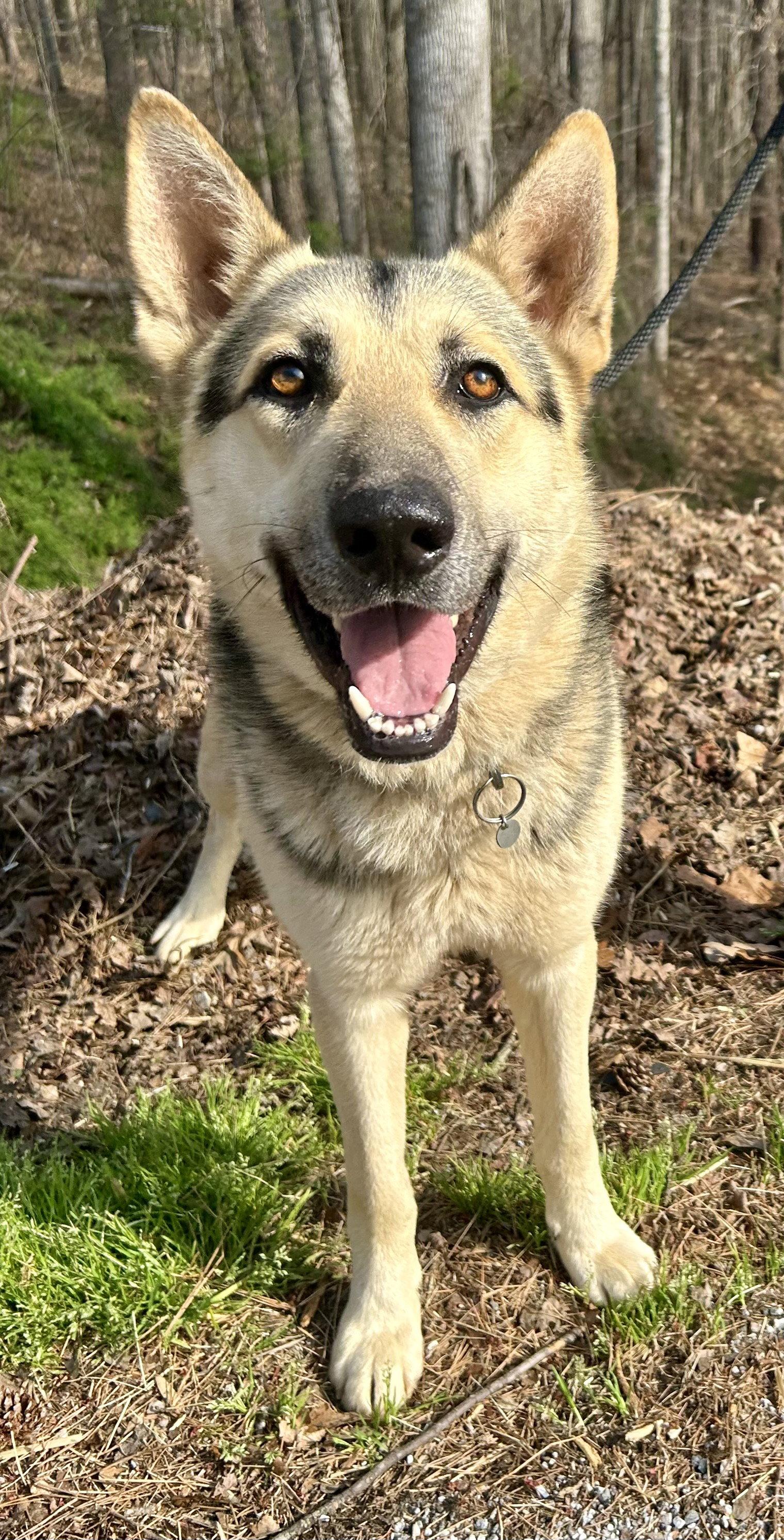 Fritz (Bio ✅), Adoptable, Adult Male Shepherd.