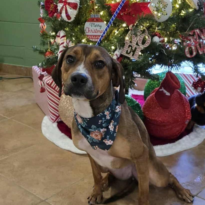 3071 HARPER, Adoptable, Young Female Black Mouth Cur.