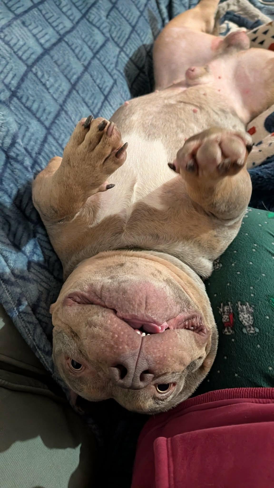 Enlarge Hermie, a ADOPTABLE mixed breed in Clay, NY image 2/5