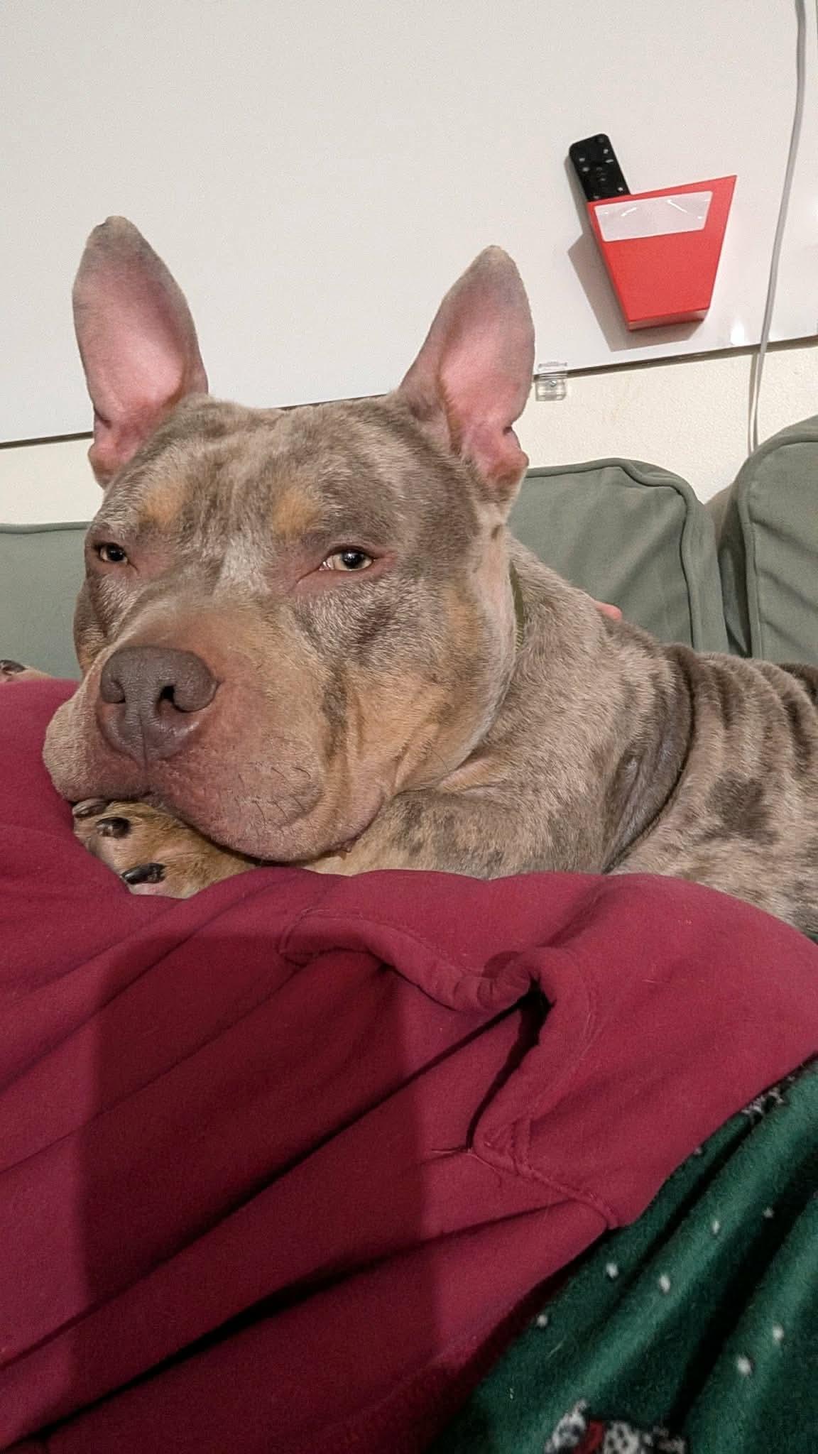 Enlarge Hermie, a ADOPTABLE mixed breed in Clay, NY image 3/5