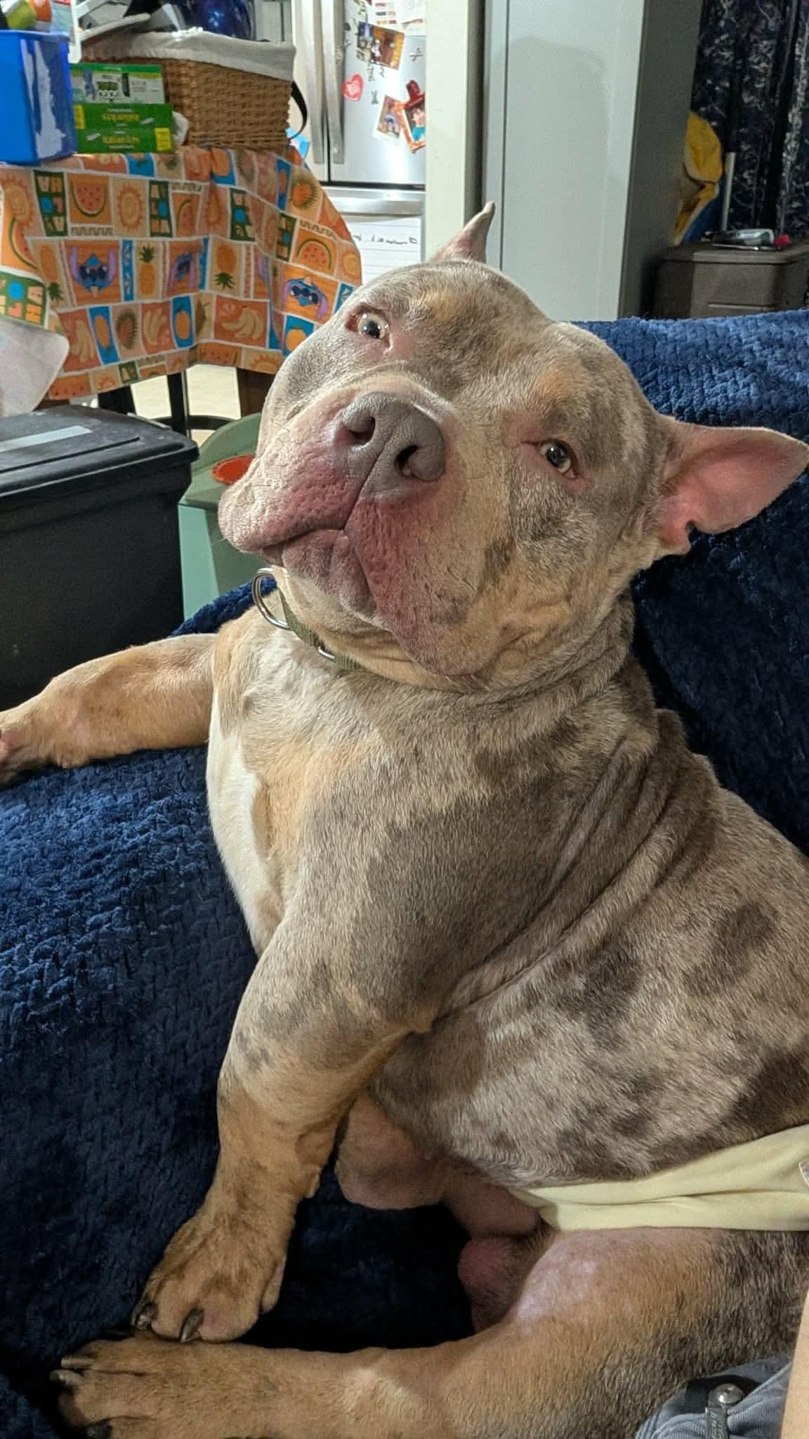 Enlarge Hermie, a ADOPTABLE mixed breed in Clay, NY image 1/5