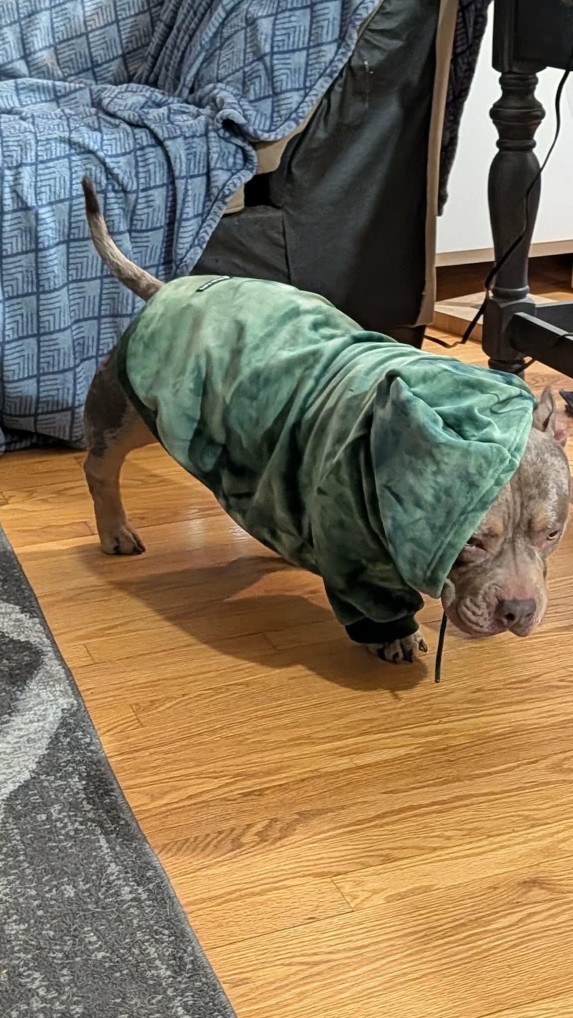 Enlarge Hermie, a ADOPTABLE mixed breed in Clay, NY image 5/5