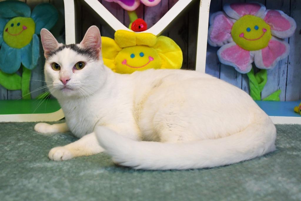 Whispurr, a Adoptable mixed breed in Roanoke, TX image 1/4