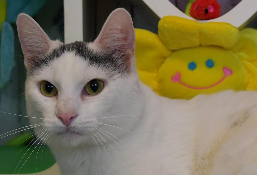 Whispurr, a Adoptable mixed breed in Roanoke, TX image 2/4