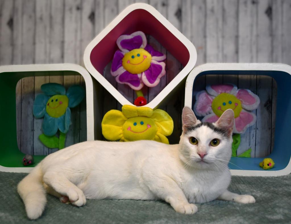 Whispurr, a Adoptable mixed breed in Roanoke, TX image 3/4