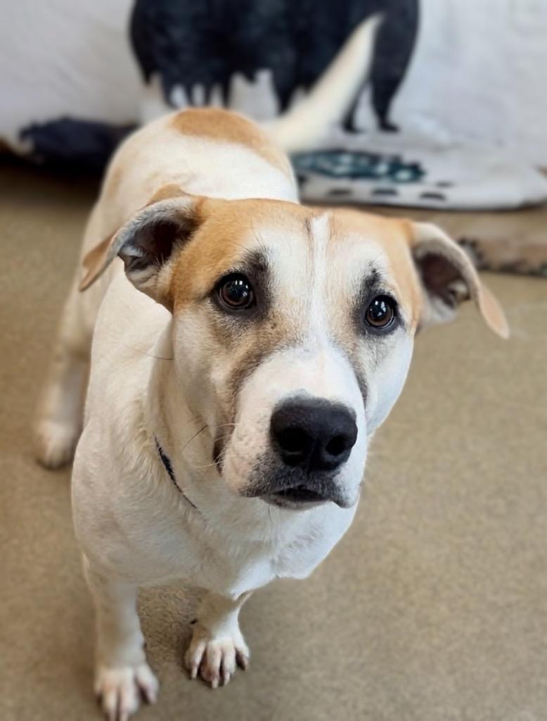 Enlarge White Chocolate, a Adoptable mixed breed in Rome, GA image 1/1