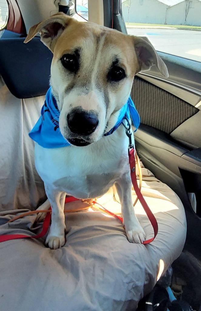 Enlarge White Chocolate, a Adoptable mixed breed in Rome, GA image 2/2