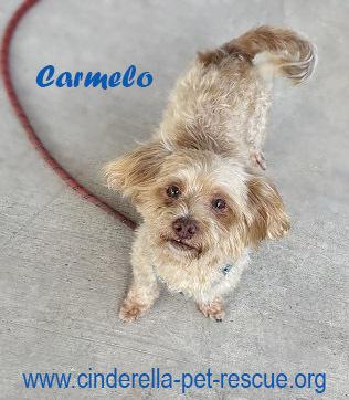 Enlarge Carmelo, a Adoptable mixed breed in Mission, TX image 1/1