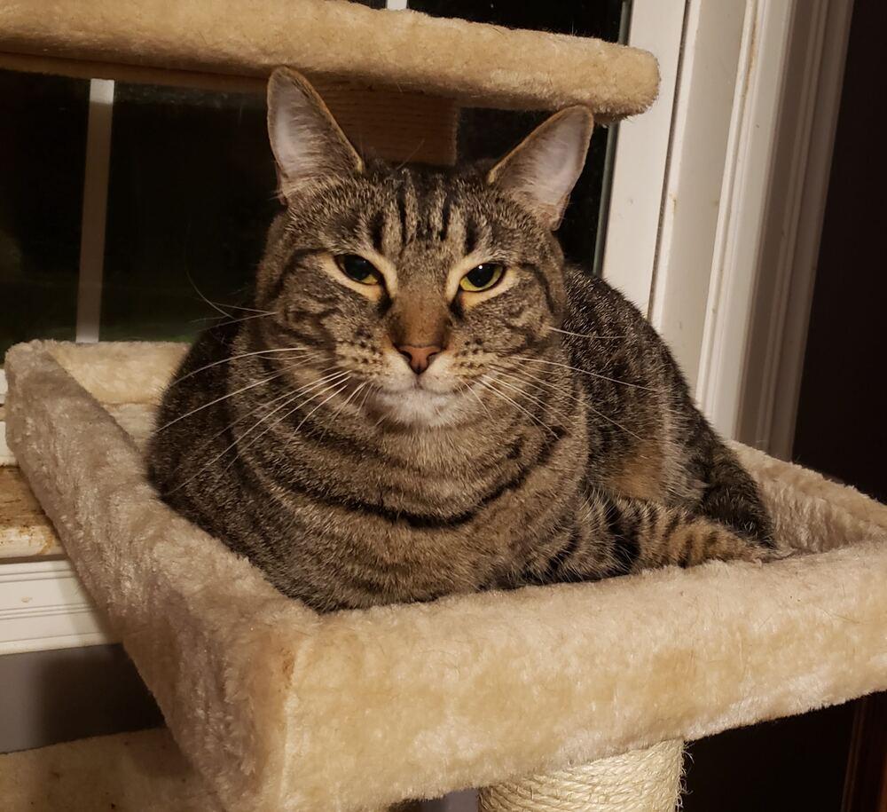 Kestrel, a Adoptable Domestic Short Hair in Greensboro, NC image 1/2
