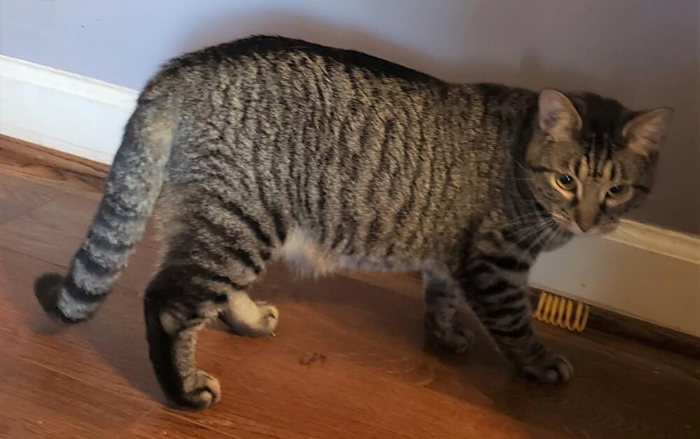 Kestrel, a Adoptable Domestic Short Hair in Greensboro, NC image 2/2